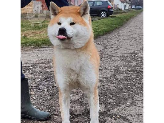 Akita Inu, θηλυκό σκυλί Aiko ως δώρο